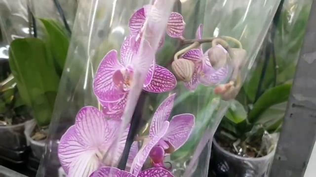 ОРХИДЕИ Биг Липы, мини МУТАНТ и др.| ОРХИДЕЯ фаленопсис в ЛЕРУА МЕРЛЕН orchid phalaenopsis смотреть онлайн