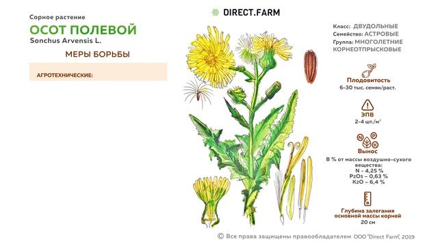 Осот полевой. Борьба с сорняком смотреть онлайн