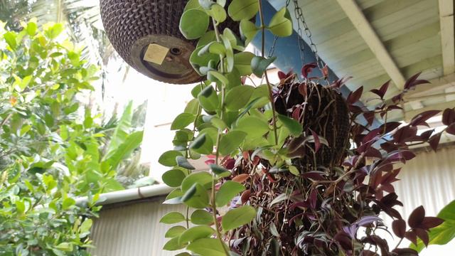 Lipstick plant care and propagation /easy care tips/ ലിപ്സ്റ്റിക്ക് പ്ലാന്റ് . смотреть онлайн
