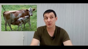 Герефорд, Симментал или Абердин Ангус? Какая порода КРС подходит начинающим КФХ? Мясная порода КРС