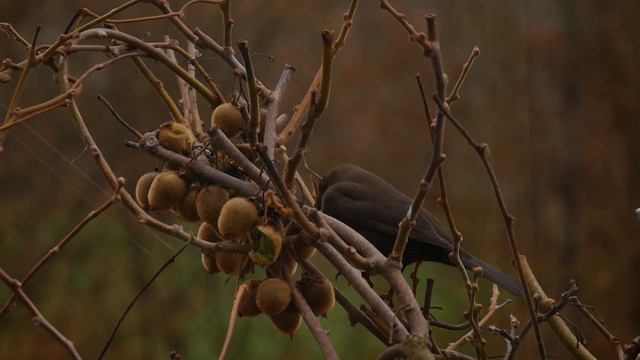 Дрозд питается киви🌼🌼🌼.Thrush feeds on kiwi смотреть онлайн