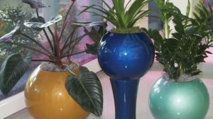 Почему НЕ РАСТУТ комнатные растения | Что делать?