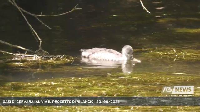 OASI DI CERVARA: AL VIA IL PROGETTO DI RILANCIO | 20/06/2023 смотреть онлайн