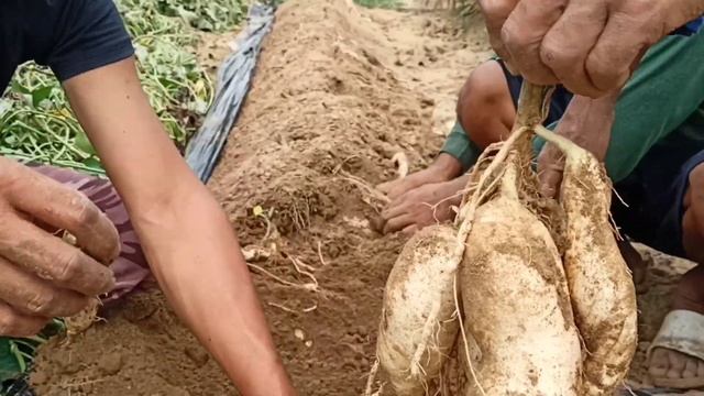 The best planting material of sweet potato. how to earn million in sweet potato farming? смотреть онлайн