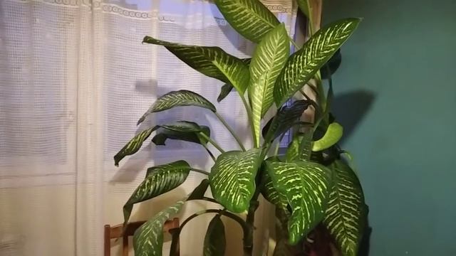 Диффенбахия почему