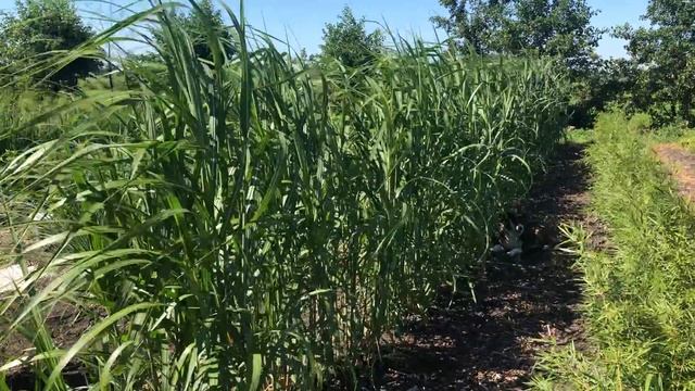 Tas Boomkwekerij - Miscanthus x giganteus (Olifantengras) смотреть онлайн
