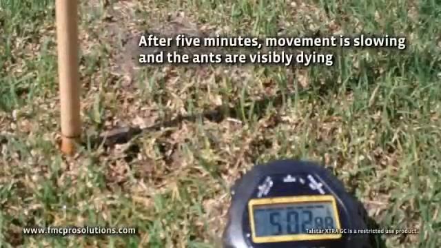 A Fire Ant Treatment in Ten Minutes Using Talstar® XTRA GC granular insecticide. смотреть онлайн