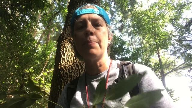 Fraxinus pennsylvanica (green ash) смотреть онлайн