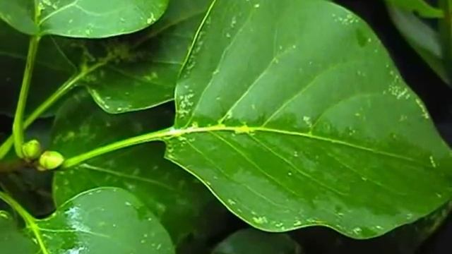 Простые и сложные листья смотреть онлайн