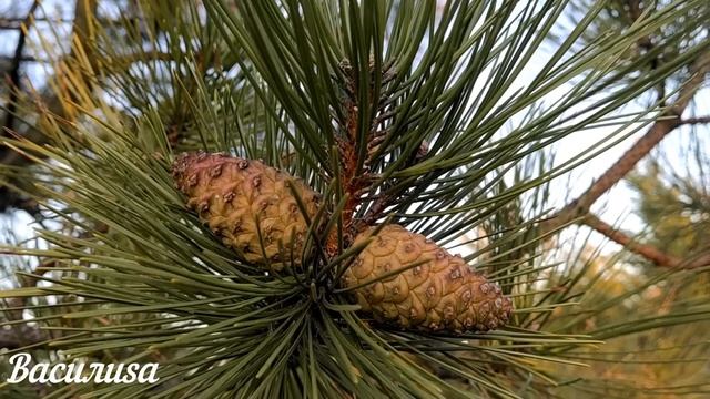 22 октября День Якова. Что нельзя делать 22 октября День Якова. Народные традиции и приметы смотреть онлайн