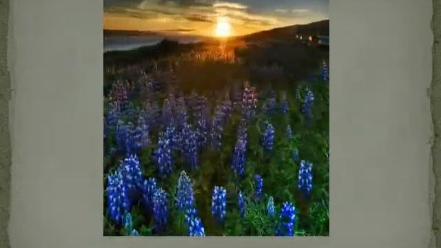 Яркие цветы смотреть онлайн