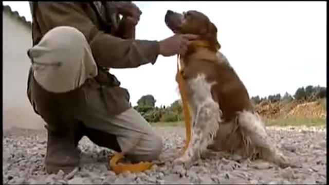 Натаска Дратхаара.Часть 2. Немецкое видео. смотреть онлайн