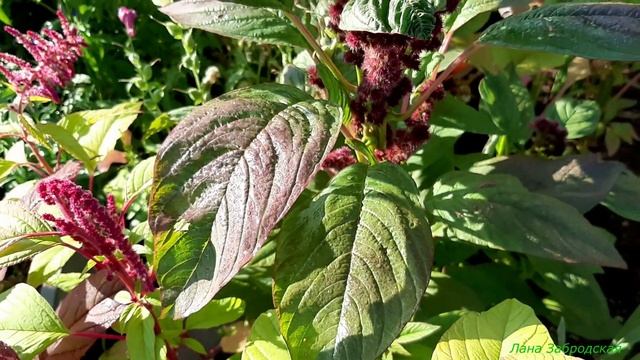 Цветник в деревенском стиле в конце лета смотреть онлайн