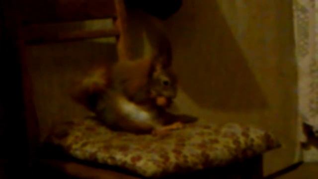 Белка ест орешек смотреть онлайн