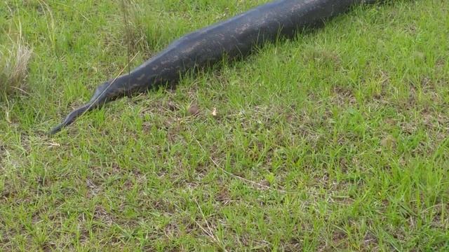Massive Python spotted in Ballito смотреть онлайн