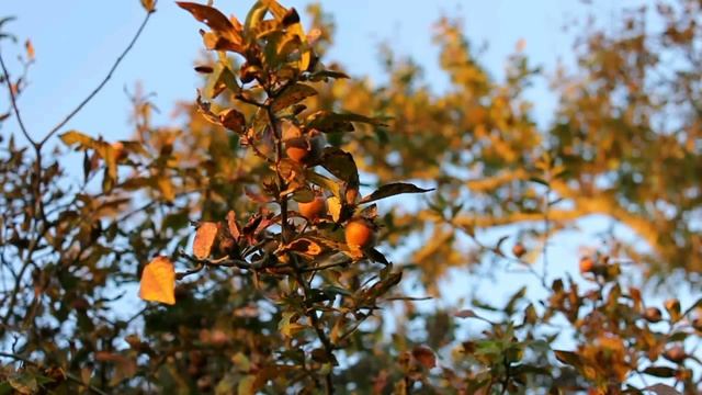 Foraging for Food - Medlars (Mespilus germanica). La nèfle, ancienne, oubliée et souvent gratuite. смотреть онлайн