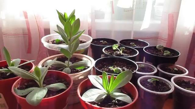 Прищипка эустомы смотреть онлайн