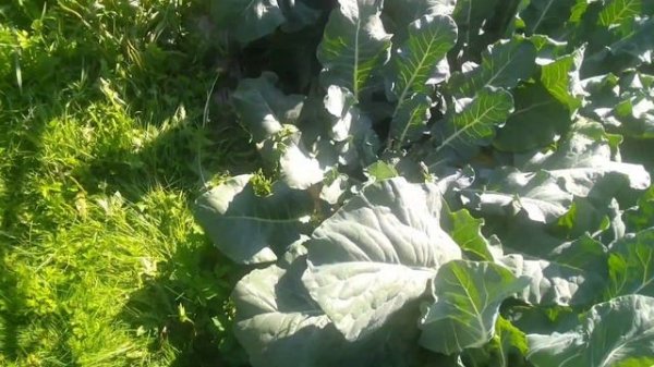 Выращивание капусты на плёнке