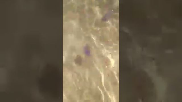 Медузы возле Египетского пляжа. смотреть онлайн