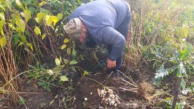 Земляная груша под названием ТОПИНАМБУР смотреть онлайн