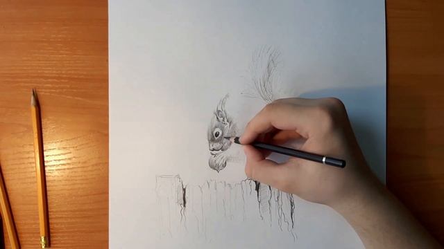 Как нарисовать белку. Рисунки животных #1 смотреть онлайн