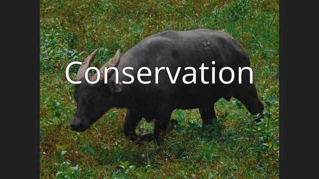 Tamaraw смотреть онлайн