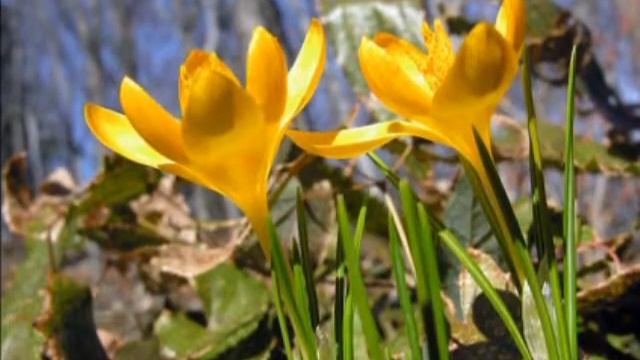 А Я ТЕБЕ ПОДСНЕЖНИКИ ДАРЮ. SNOWDROPS FOR CLASSMATES. смотреть онлайн