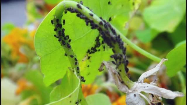 Тля на огурцах. Как избавиться без химии.