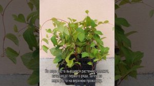 Лимонник: посадка и уход в открытом грунте