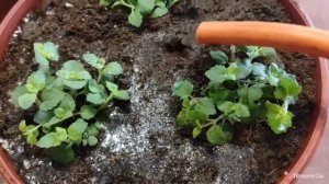 Посадка бакопы в кашпо. Бакопа из семян. Сажаем и сразу подкармливаем.