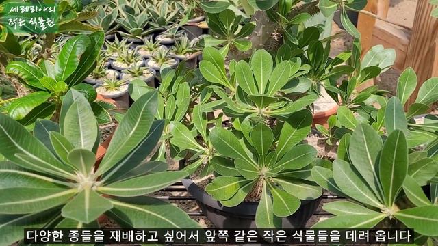 선인장, 아프리카식물, 다육식물이 있는 농원 다녀왔어요, 유포르비아, 파키포디움, 알로에, 괴근식물(Gardening farm) смотреть онлайн