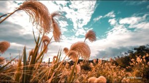 【ASMR】Miscanthus sinensis(Japanese pampas grass)