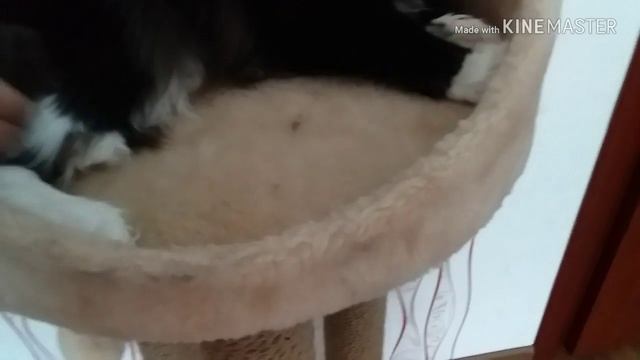 Обзор когтеточки для кошек?? смотреть онлайн