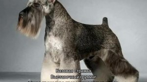 Стрижка цвергшнауцера: тримминг в домашних условиях