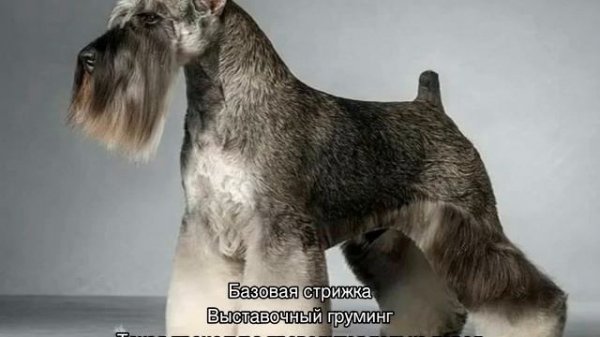 Стрижка цвергшнауцера: тримминг в домашних условиях