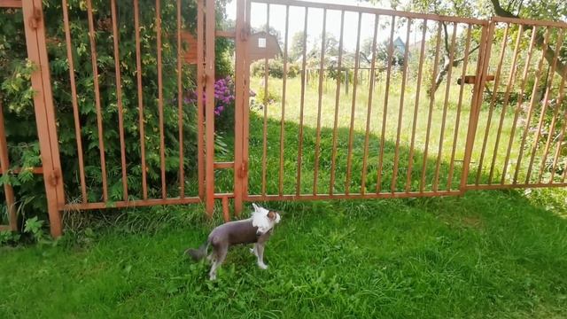 Собаки на даче. Общение с Ричи 08.2021(2) смотреть онлайн