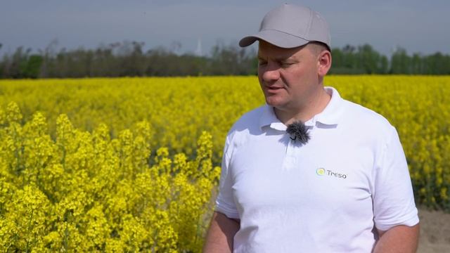 RZEPAK 2022 - Rekomendacje Zabiegów Fungicydowych. Jak Pryskać? | AMISTAR GOLD MAX | TRESO