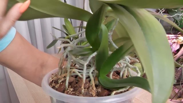 ЖУТКАЯ орхидея. МНОГОЭТАЖНЫЙ СТВОЛ, ГНИЛЫЕ КОРНИ. ЗНАКОМО? ТРУДНО, НО Я ЭТО СДЕЛАЛА! смотреть онлайн