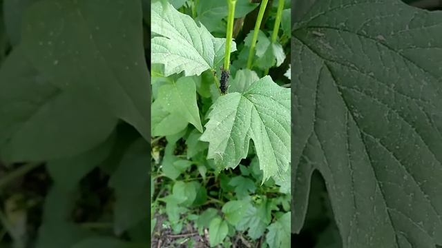 Тля на калине смотреть онлайн