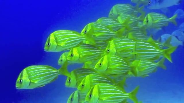 Things to do in Port Vila Vanuatu смотреть онлайн