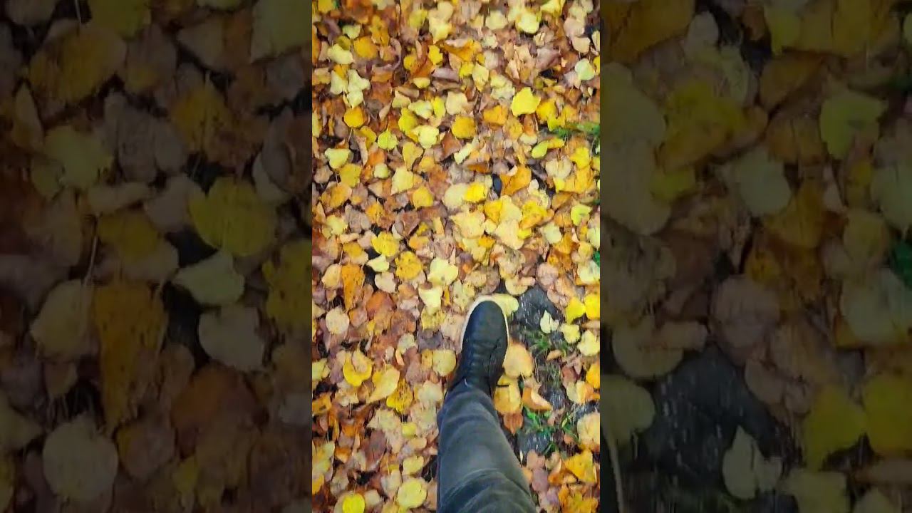 Autumn carpet under my autumn boots. Тренды Тик Ток 2022 #shorts #autumn #walk #tiktok #осень смотреть онлайн