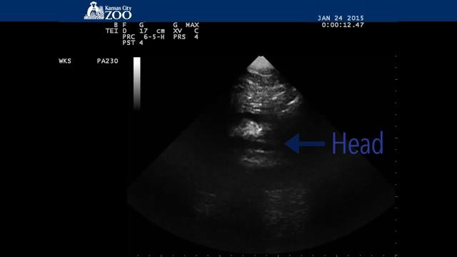 Kansas City Zoo Gorilla PREGNANT! Hear from our vet! смотреть онлайн