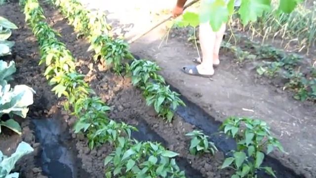 Продольный полив перцев между рядами растущих в открытом грунте смотреть онлайн