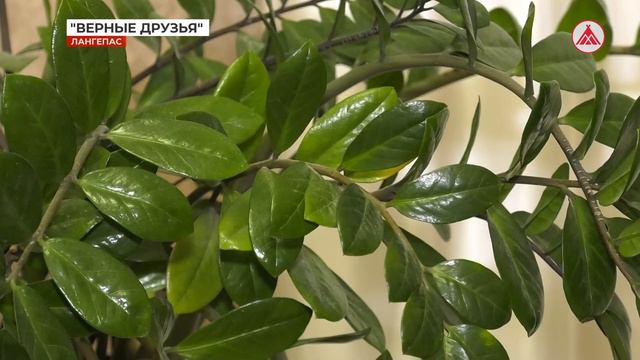 Центр защиты животных «Верные друзья» появится в Лангепасе смотреть онлайн
