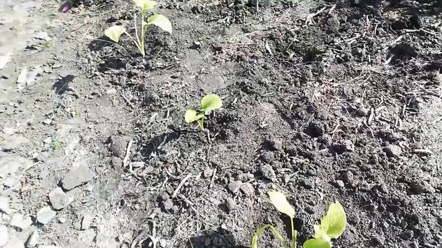 КЛУМБА ДЛЯ НАЧИНАЮЩИХ/САЛАТ МИМОЗА смотреть онлайн