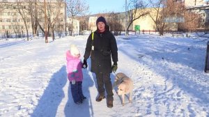 Собака-поводырь