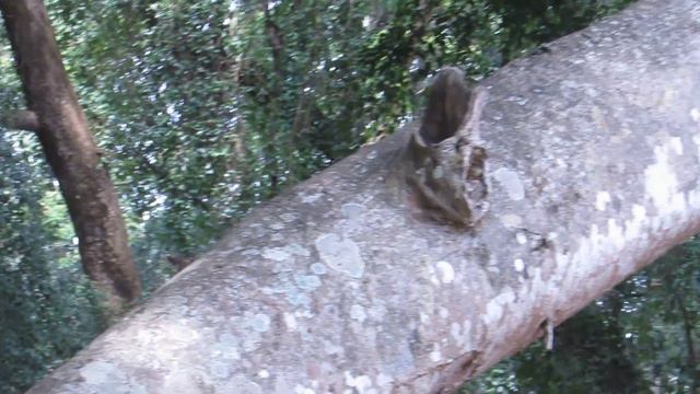 Шри-Ланка Ботанический парк. Туризм смотреть онлайн