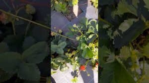 Обзор ремонтантных (НСД) сортов клубники.