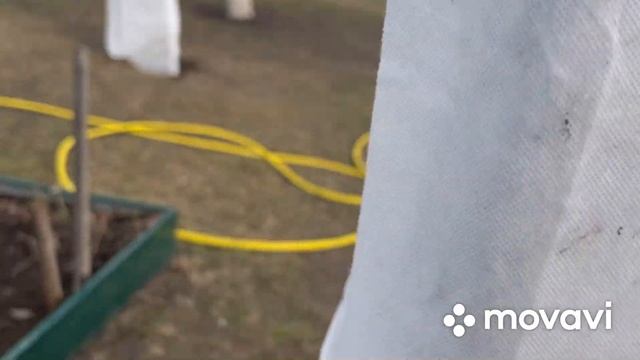 Хурма в Киевской области. Укрытие хурмы на зиму , ноябрь 2021 смотреть онлайн