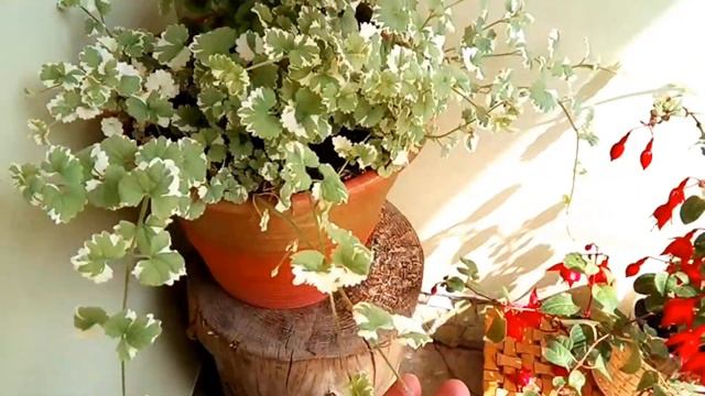 What should not be planted on the site Что не стоит сажать на участке смотреть онлайн